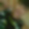 Single Male - Rohit