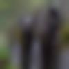 Banur Male Photo - Anthony