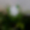 Female Photo - Shra