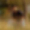 Sihora Male Photo - Dhruuuvvv