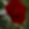 woman seeking men Secunderabad near me photo - Poojitha