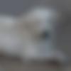 Male Photo - Tushii