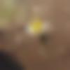 Female Photo - Arati