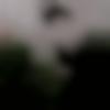 Mungeli Male Photo - Budsbuddy