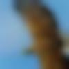 Male Photo - Amardip