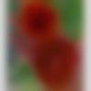 Female Photo - Daxa
