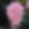 woman seeking men Chakulia near me photo - The