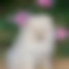 woman seeking men Obra near me photo - Ishu