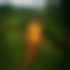Single Male - Azizulhaque