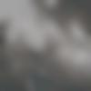 Bhind Male Photo - Goloo