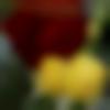 Male Photo - Sumit