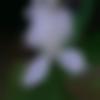 woman seeking men Teliamura near me photo - Dipa