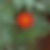 Single Female - Prema