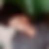 Single Male - Pavan