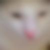 woman seeking men Phusro near me photo - Malayka