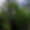 Single Male - Cheran