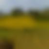 woman seeking men Jaspur near me photo - Mohana0331