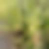 woman seeking men Ashta near me photo - Anita