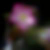 woman seeking men Ashoknagar near me photo - Preethi