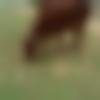 Haflong Male, photo - Loveli