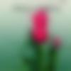 Single Male - Amol