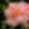 woman seeking men Fazilka near me photo - Thejashwini