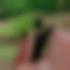 Single Female - Lasika