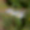 Nagaon Male Photo - Jintu