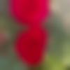 Female Photo - Sakshi