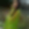 woman seeking men Alluru near me photo - Neha