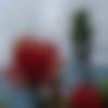 woman seeking men Bomdila near me photo - Koncho