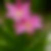 Single Female - Preeti