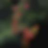 Single Female - Mahak