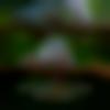 Single Female - Gorry