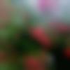 Female Photo - Usha