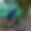 Hosur Male Photo - Kuckoo