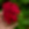 woman seeking men Dhandhuka near me photo - Rajpoot