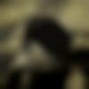 Single Male - Guna