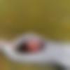 Bagasara Male Photo - Yawar