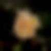 woman seeking men Mangalagiri near me photo - Priyankasrivastava