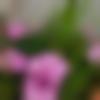 Single Female - Deepika