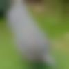 Male Photo - Albert