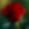 Single Female - Asmita