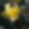 woman seeking men Thuraiyur near me photo - Suman
