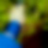 Single Female - Khusi