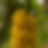 Single Male - Mundry
