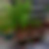 woman seeking men Gudivada near me photo - Simran