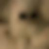 Single Female - Hadria