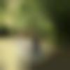 Single Male - Dhanumetri