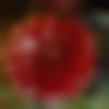 woman seeking men Samastipur near me photo - Aadhya